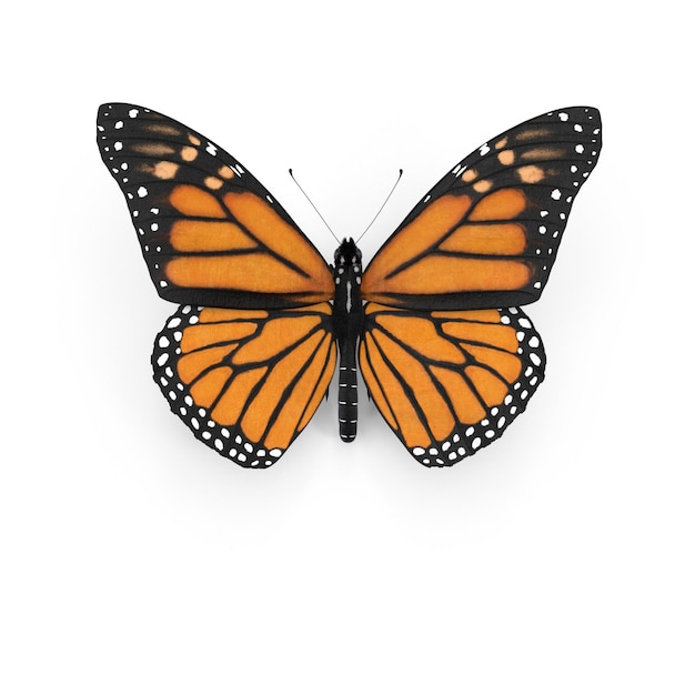 Un magnifique papillon monarque isolé sur le blanc