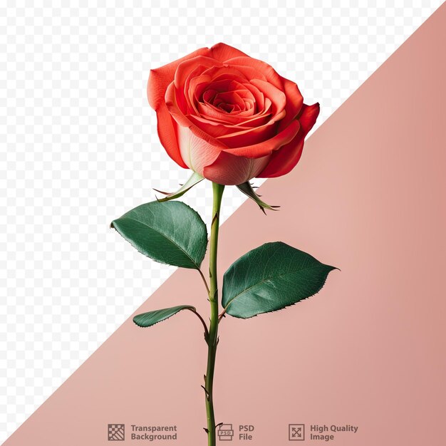 PSD magnifique rose rouge sur fond transparent