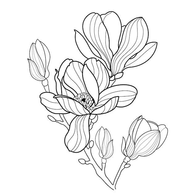 Magnolia-Blossom-Linienkunst