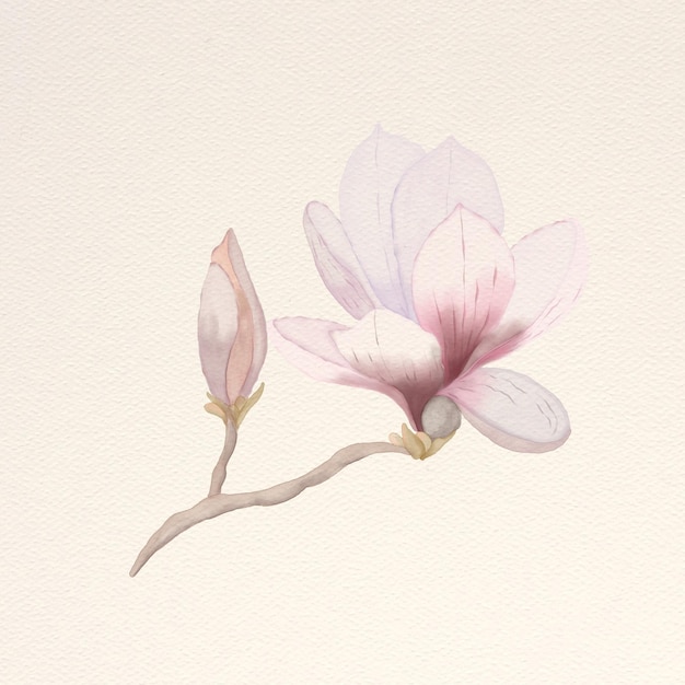 Magnolie