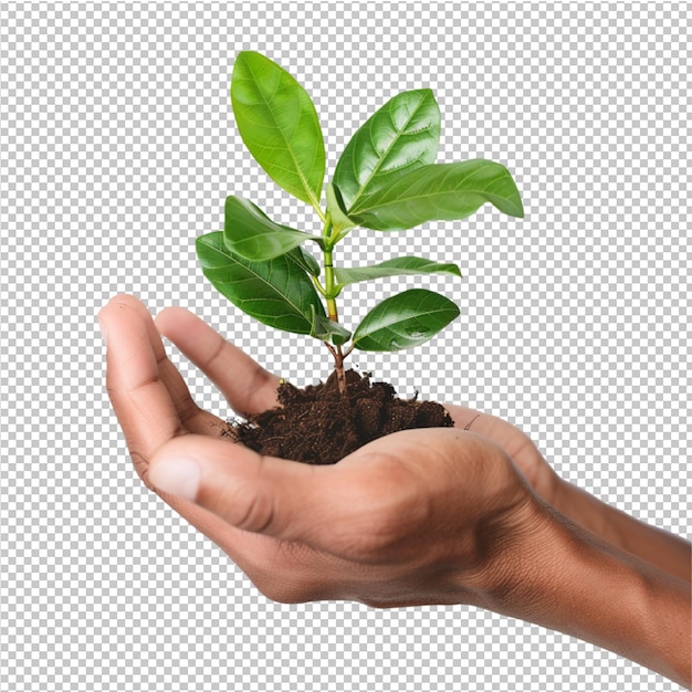 PSD la main avec la plante