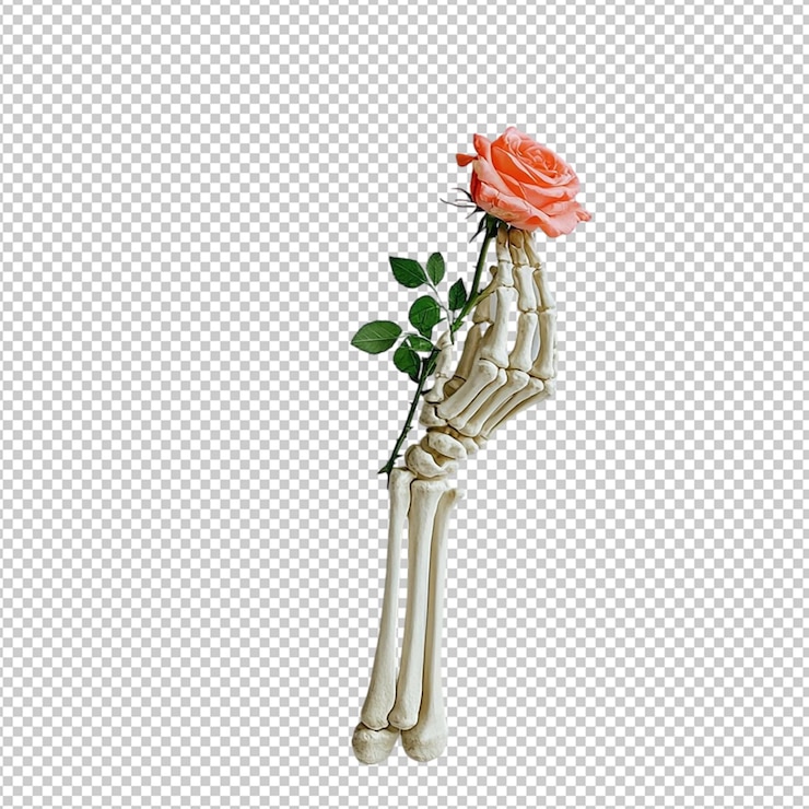 PSD une main squelettique tenant une seule rose rouge isolée