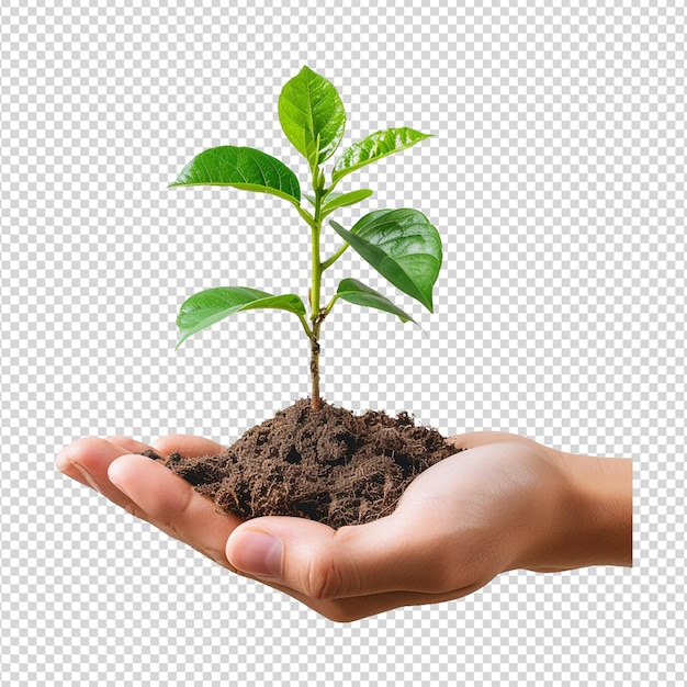 Une Main Tenant Une Plante