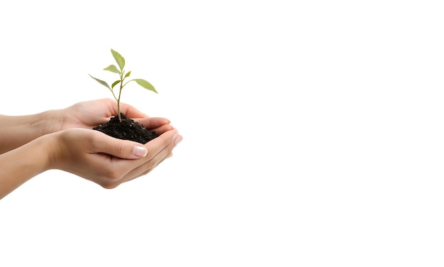 Des mains berçant une petite plante avec de la terre symbolisant la croissance et l'alimentation