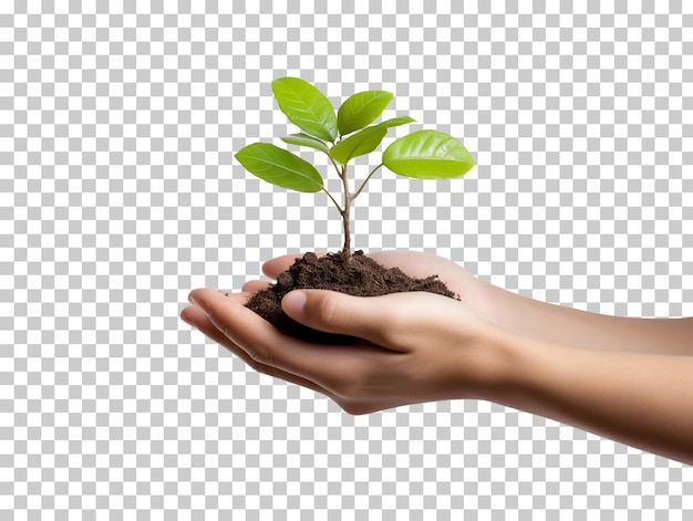 PSD mains tenant de jeunes pousses de plantes isolées sur un fond transparent png psd