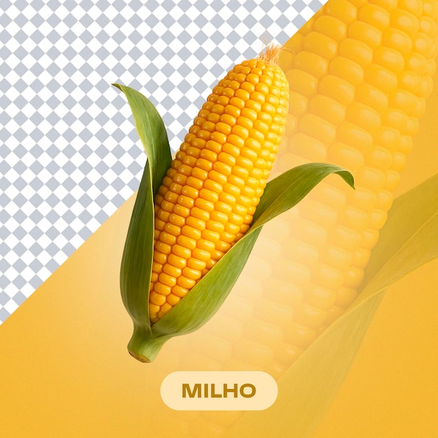 Mais fresco e maturo sulla mazza un orto dorato e nutriente
