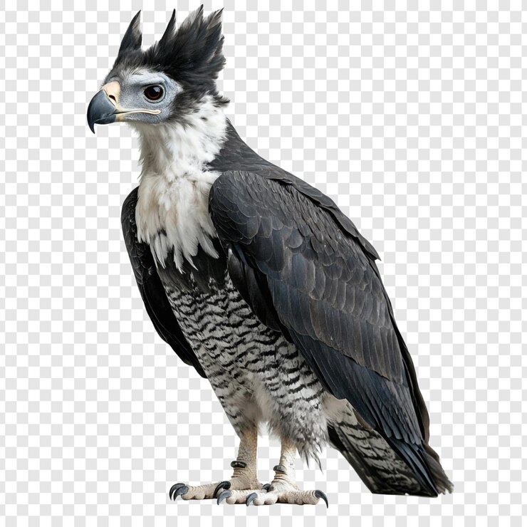 PSD majestic harpy eagle um retrato impressionante