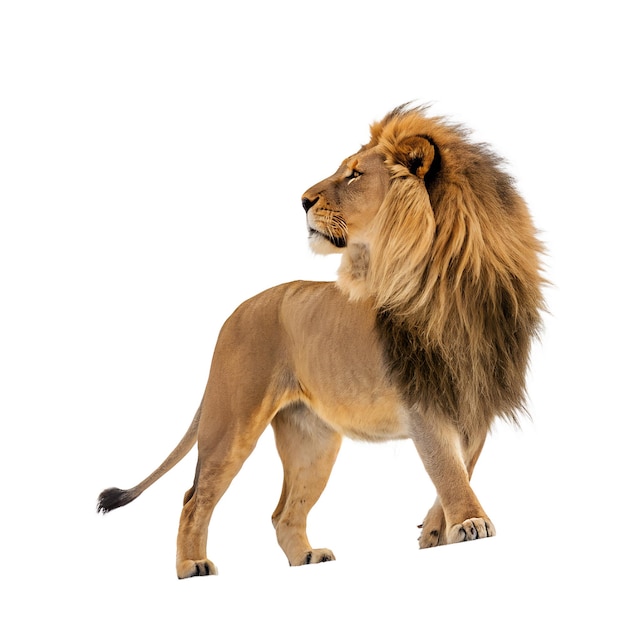 Le majestueux lion mâle sur un fond transparent