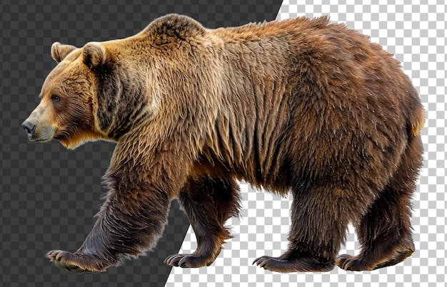 PSD un majestueux ours brun debout sur un fond transparent
