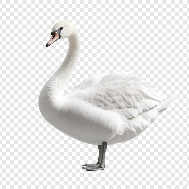 PSD un majestuoso cisne blanco