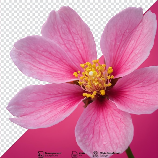 Makro-Aufnahme einer isolierten rosa Blüte