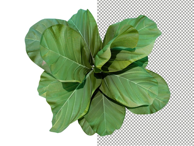 Mandorlo su sfondo trasparente rendering 3D
