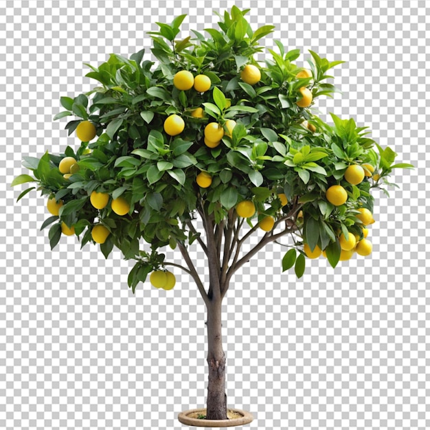 PSD mango-baum