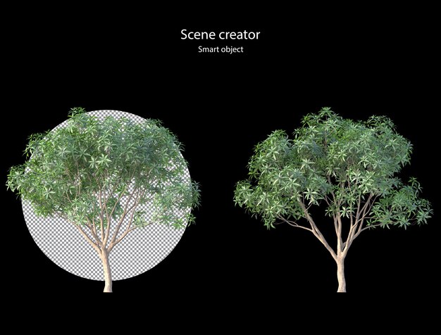 PSD manguier rendu isolé mangifera indica clipping path