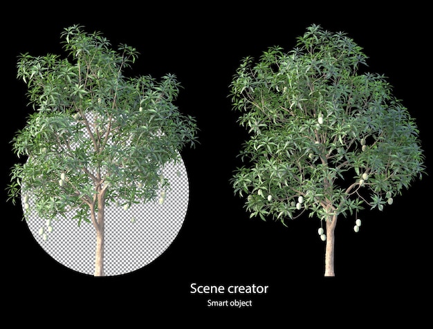 Manguier Rendu Isolé Mangifera Indica Clipping Path