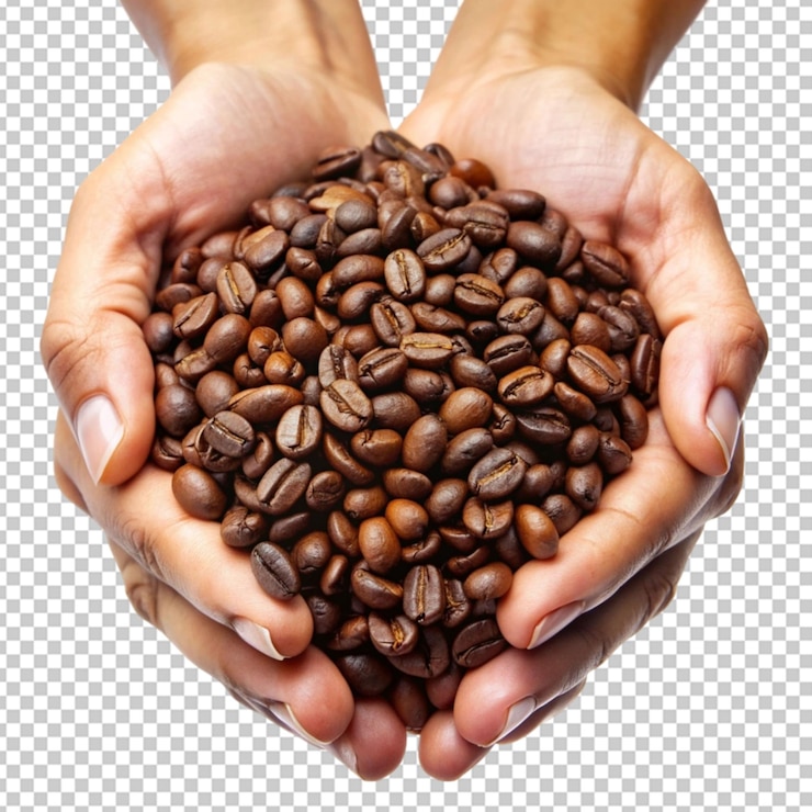mani che tengono i chicchi di caffè sullo sfondo trasparente