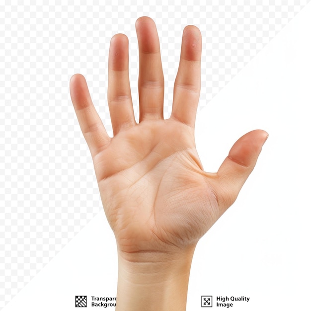 PSD mano humana que muestra cuatro dedos aislados sobre un fondo blanco aislado