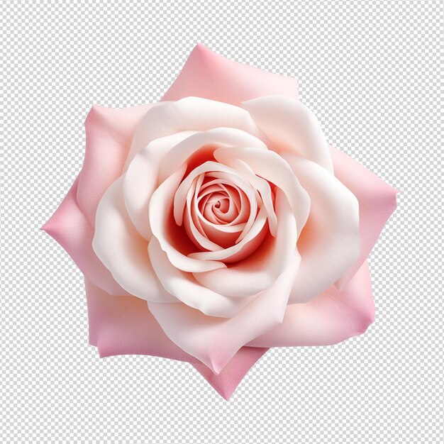 Mano con rosa rosa en blanco