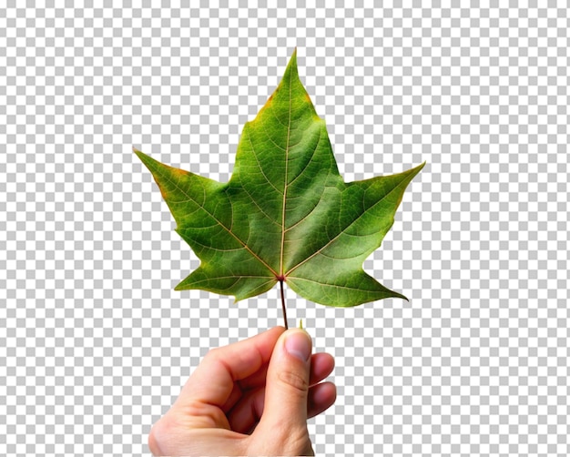 PSD mano sosteniendo brote de planta joven aislado en fondo transparente png psd