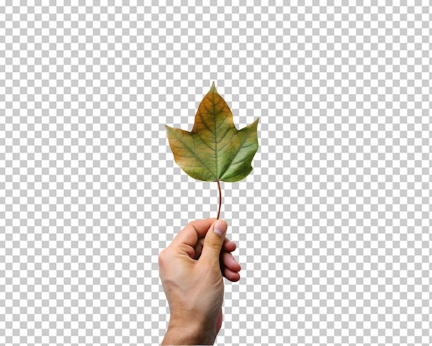 Mano sosteniendo brote de planta joven aislado en fondo transparente png psd