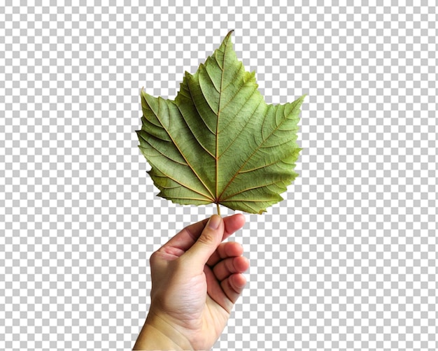 PSD mano sosteniendo brote de planta joven aislado en fondo transparente png psd