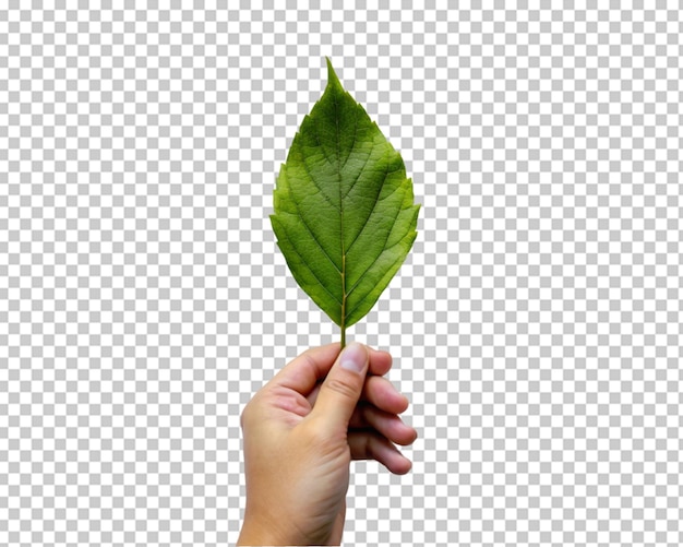 Mano sosteniendo brote de planta joven aislado en fondo transparente png psd