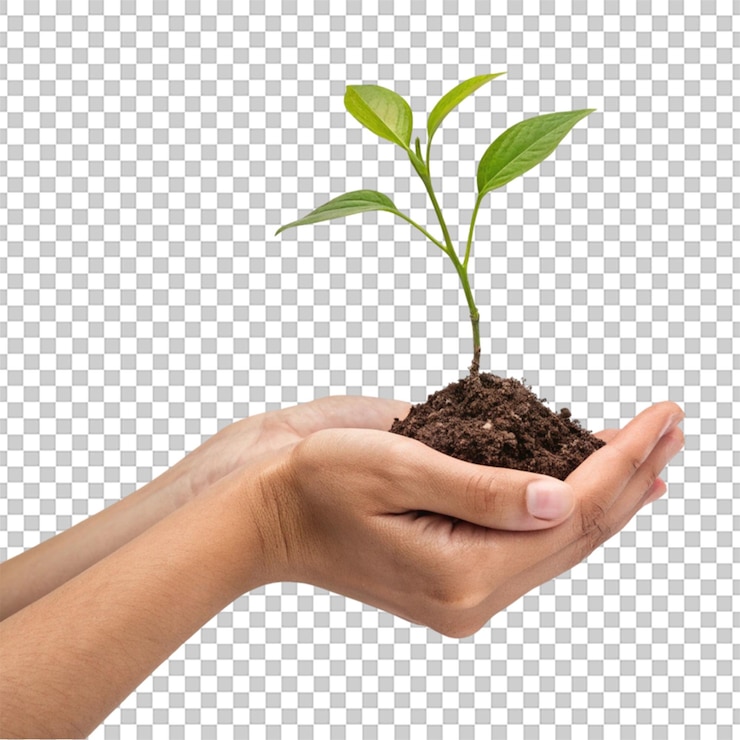PSD mano sosteniendo brote de planta joven aislado en fondo transparente png psd