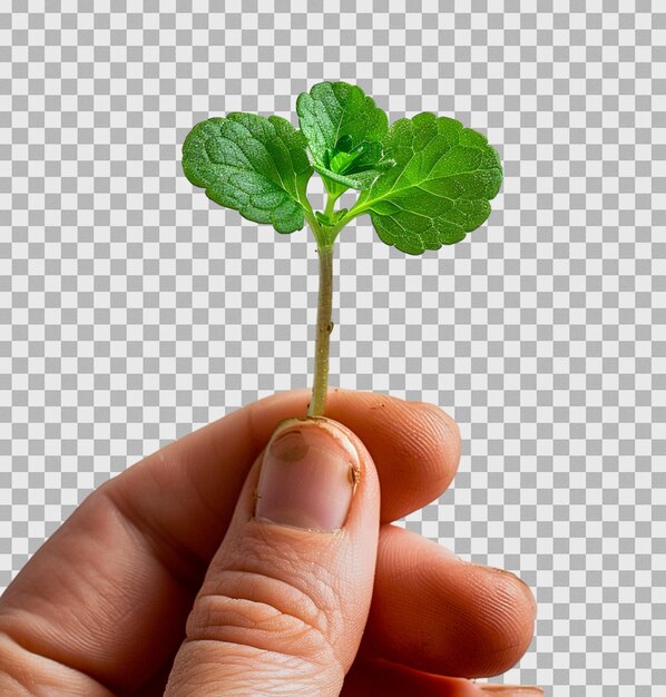La mano sosteniendo el brote de una planta joven en un fondo transparente aislado