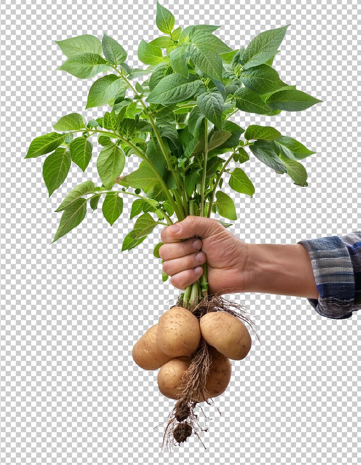 PSD una mano sosteniendo un montón de brotes con un monton de hojas verdes