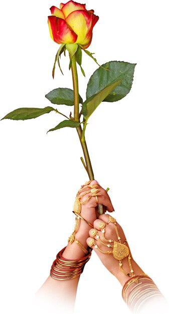 Mano sosteniendo rosa