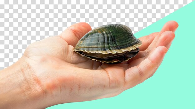 una mano sostiene una concha de mar con un fondo transparente