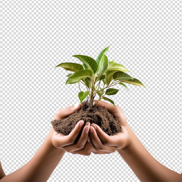 Manos sosteniendo una planta verde joven aislada sobre un fondo blanco