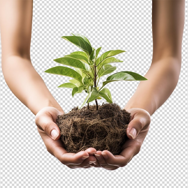 PSD manos sosteniendo una planta verde joven aislada sobre un fondo blanco