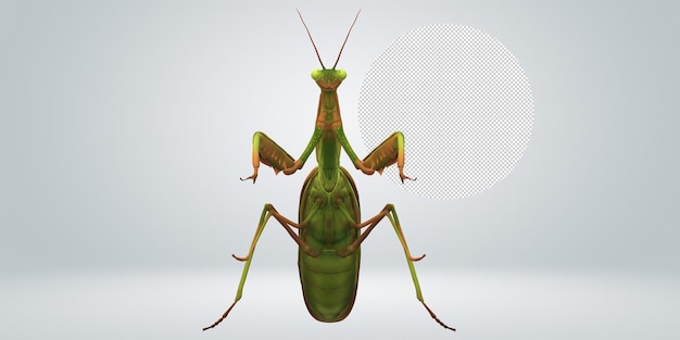 Mantide religiosa isolata su uno sfondo trasparente