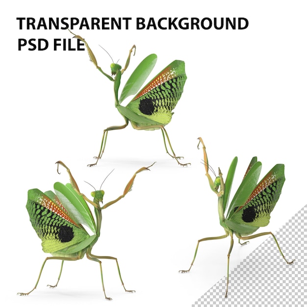 PSD mantis de oração png