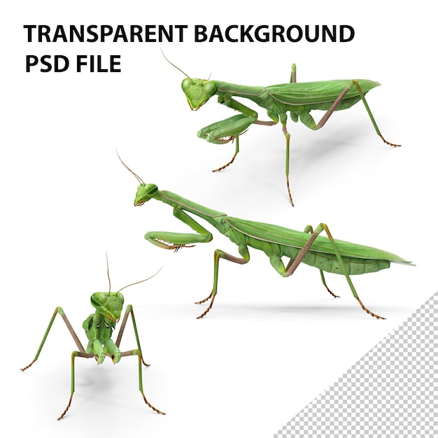 PSD mantis religiosa grande inseto hemimetabólico png