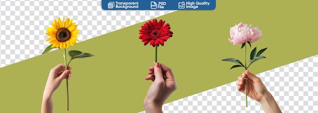 Mão segurando um conjunto de flores coloridas girassol amarelo Gerbera vermelho margarida e peônia rosa