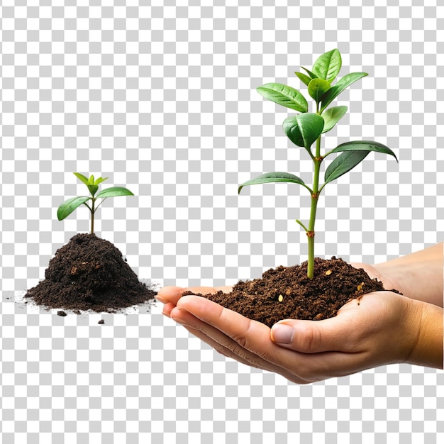 PSD mão segurando uma árvore no solo isolado em fundo transparente