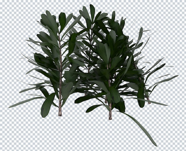 PSD maqueta de arbusto de plantas de calophyllum inophyllum