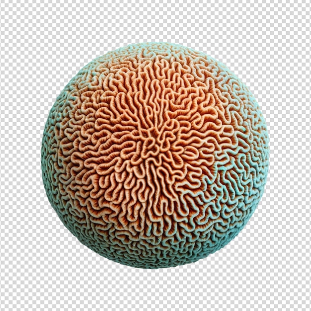 PSD maqueta de coral de abanico en 3d