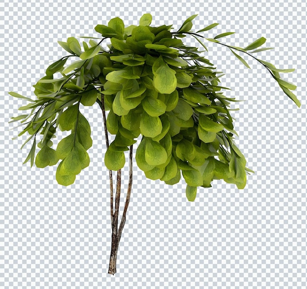 Maqueta de plantas de moringa