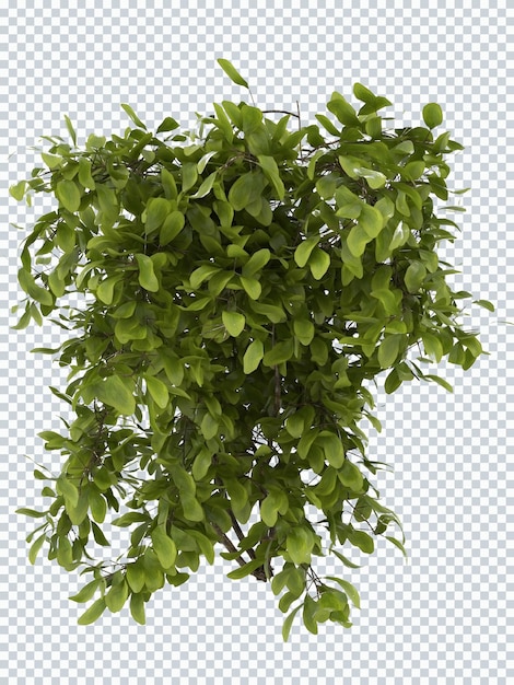 PSD maquete de arbusto de arbusto de plantas de eucalipto