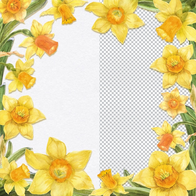 Marco de primavera brillante con flores de narciso amarillo ilustración floral de acuarela botánica para tarjeta de felicitación e instagram