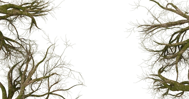 Marco de ramas del bosque oscuro con espacio de copia para el texto