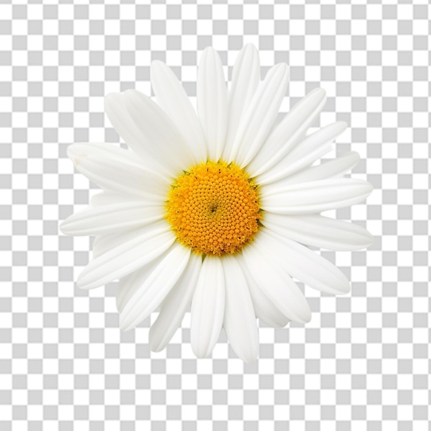 Une marguerite blanche fraîche fleurit
