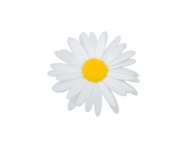 PSD marguerite de camomille sur fond blanc isolé