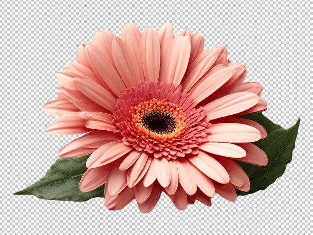 PSD marguerite gerbera sur un fond transparent