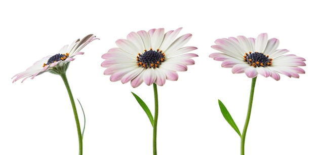 des marguerites blanches et roses sur un fond blanc isolé