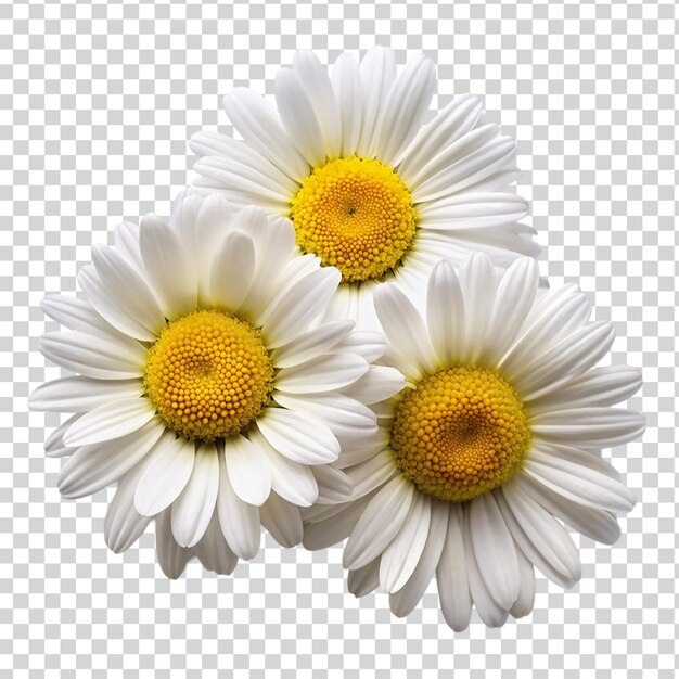 PSD des marguerites sur un fond transparent