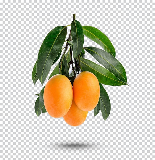 Marian Plum com folhas isoladas Premium PSD